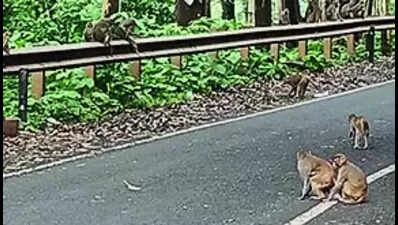 Motorists told to stop feeding monkeys on NH