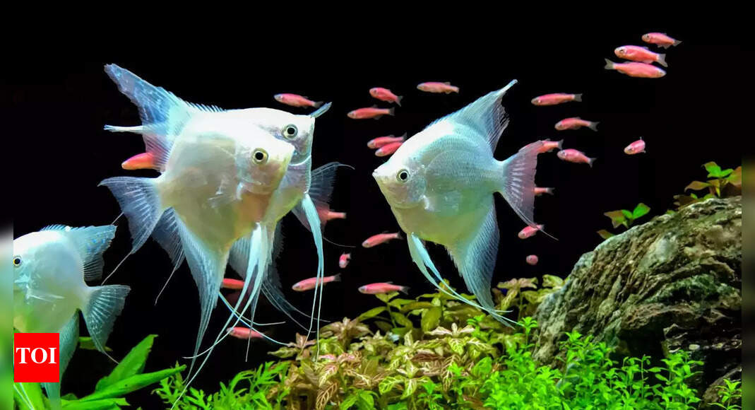 Fish Aquarium Benefits: Benefits of keeping a fish aquarium at home, as ...