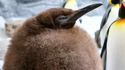 Pesto the penguin captivates millions as a viral sensation at Sea Life Melbourne Aquarium