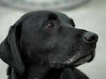 ​Why labradors make great pets and how to care for them properly​