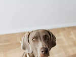 ​Why labradors make great pets and how to care for them properly​