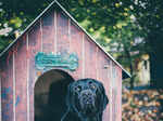 ​Why labradors make great pets and how to care for them properly​