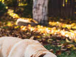 ​Why labradors make great pets and how to care for them properly​