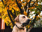 ​Why labradors make great pets and how to care for them properly​