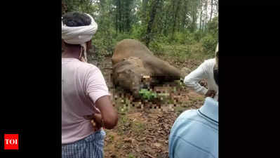 Elephant found dead in sugarcane field due to electrocution in UP's Bijnor