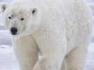 Polar bears: Iconic carnivorous mammals of the Arctic - characteristics, habitat, diet, and more