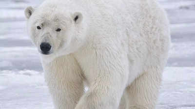 Polar bears: Iconic carnivorous mammals of the Arctic - characteristics, habitat, diet, and more