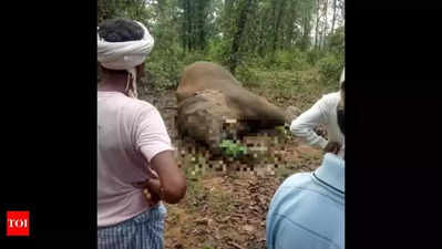 Tusker dies after grazing dangling power line in Bijnor forest