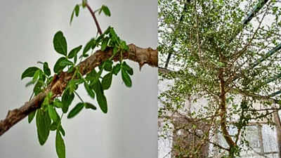 'Sheba' tree, grown from a 1,000-year-old seed, shows promising anti-cancer qualities: Study