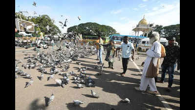 After ban on feeding pigeons at Mys Palace, activists offer grains symbolically