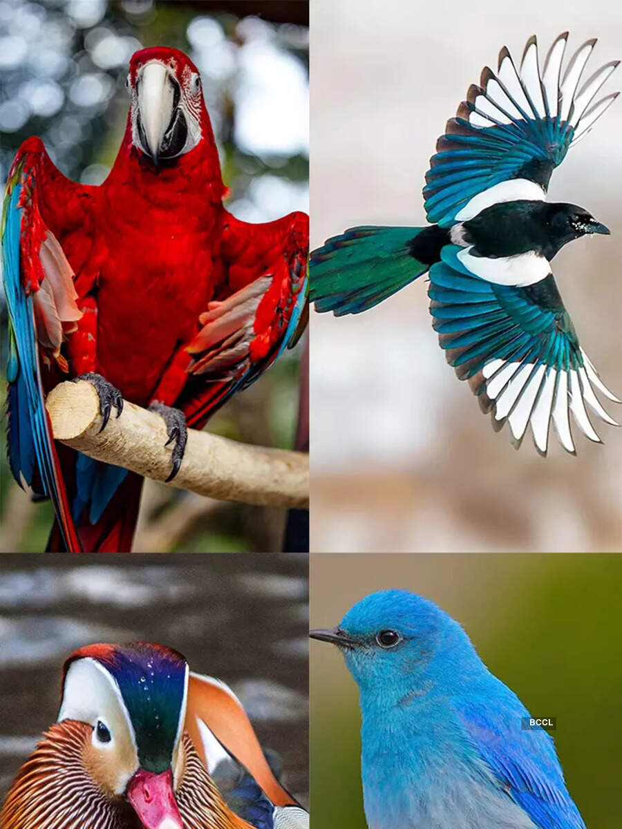 10 spotted animals and their distinct markings Times of India