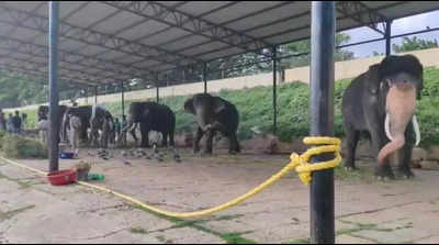 Seeking food, pigeons invade Dasara jumbos’ space at palace