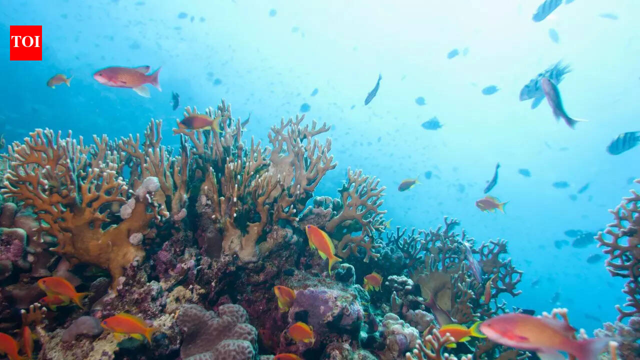 Ocean Photography 2024: 10 stunning and vibrant shots of marine life