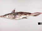 All about rare ghost shark species found in Pacific waters