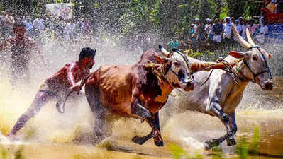 Bull race at Thonipadam: FIR registered