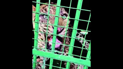 Killer leopard of Udaipur captured after five-day op