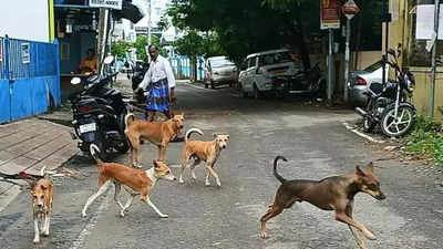 5-year-old girl attacked and injured by stray dog ​​in Bharatpur, Rajasthan