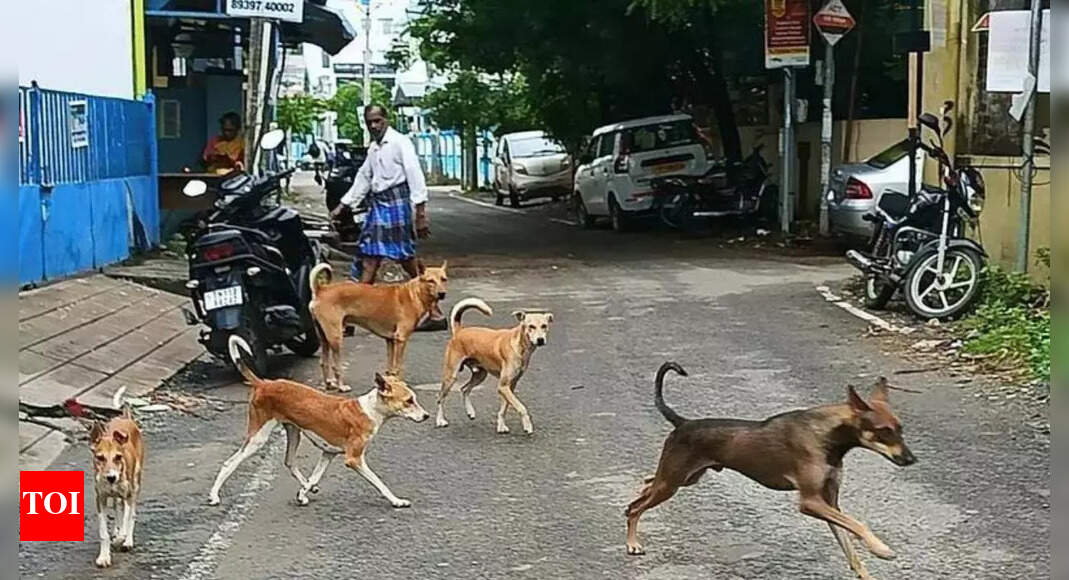 5-year-old girl injured by stray dogs attack in Rajasthan's Bharatpur ...