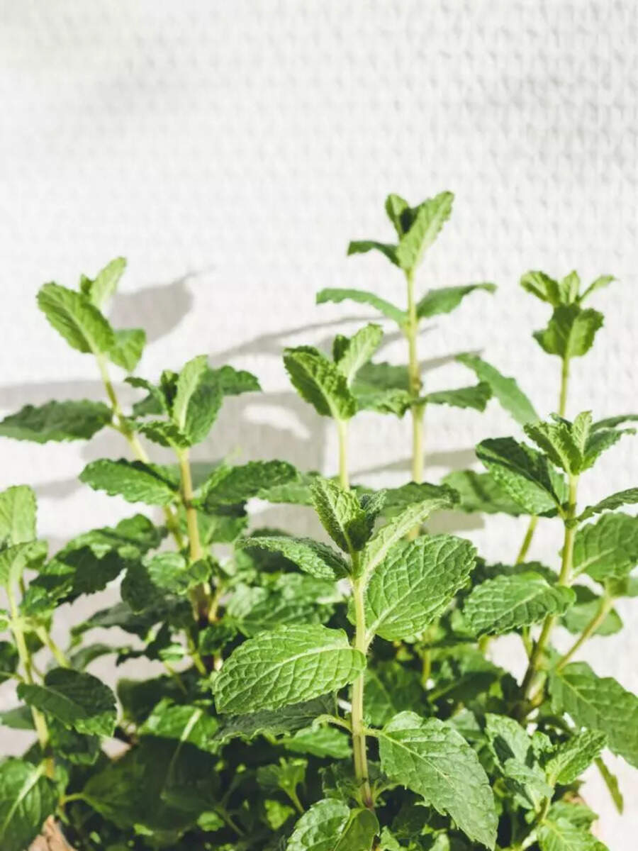 Want to start a garden business? 10 herbs and veggies you can grow at