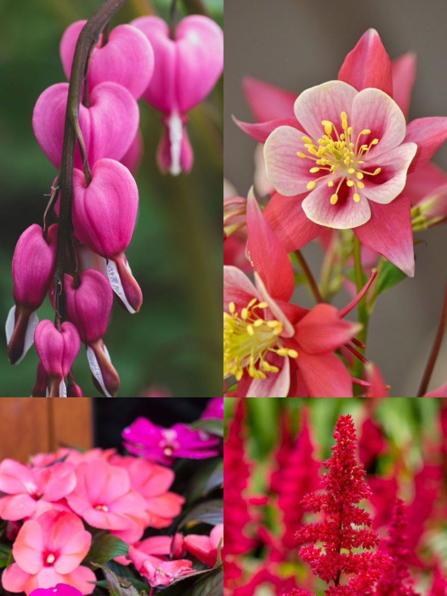 10 Flowering Plants That Need Less Sunlight Times Now