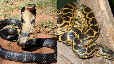 King cobra vs. Anaconda: Key differences, features, behaviours and more