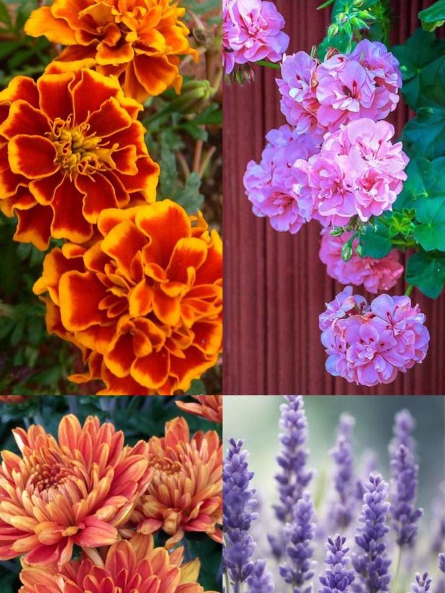 10 Flowering Plants That Repel Bugs Times Now