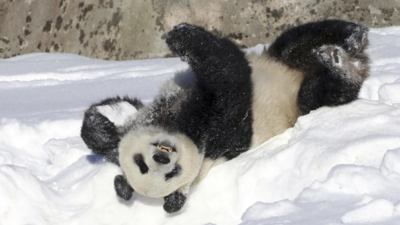 Finnish zoo returning pandas to China eight years early, calling them ‘too costly to keep’