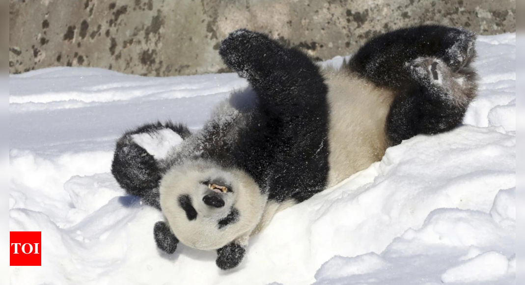 Finnish zoo returning pandas to China eight years early, calling them ‘too costly to keep’ – Times of India