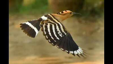 Delhi-like Bio-Diversity Park to come up in Gomtinagar