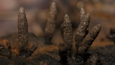 How 'Dead Man's Fingers' play a major role in Earth's ecosystems