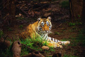 Rajasthan: A complete guide to visiting Sariska Tiger Reserve