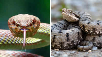 Difference between venomous and non-venomous snakes; all that you need to know