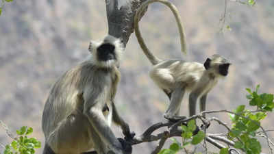 Why langurs were hired as security at India-Bangladesh cricket test match