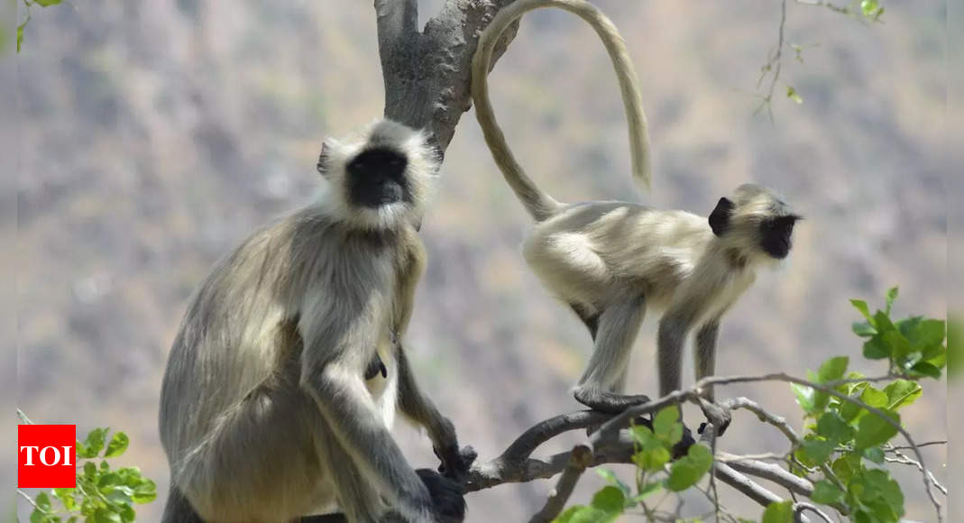 Why langurs were hired as security at India-Bangladesh cricket test match – Times of India