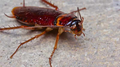 Cockroach found in Air India passenger's meal on Delhi-New York flight; know what airline responded