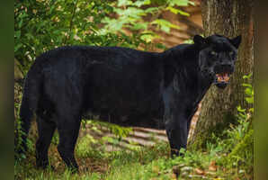 From the Ghost of Kabini to elephant migrations: The wonders of Karnataka&rsquo;s Kabini forest