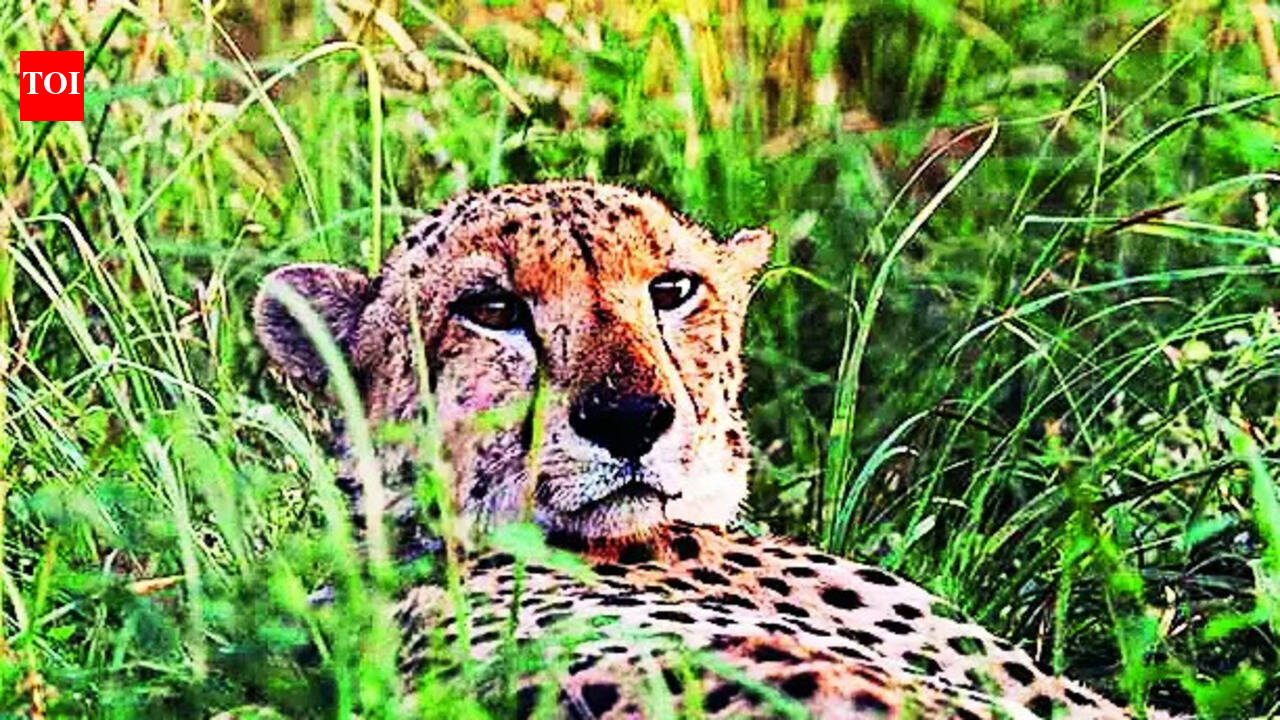 Raj Forests Central To Creating Cheetah Corridor With Kuno | Jaipur ...
