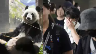 Fãs japoneses se despedem do querido par de pandas antes de seu retorno à China