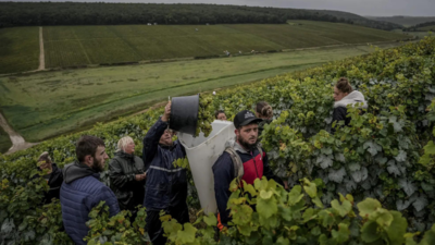 Climate change, harsh weather in France bring challenges to Chablis wine country