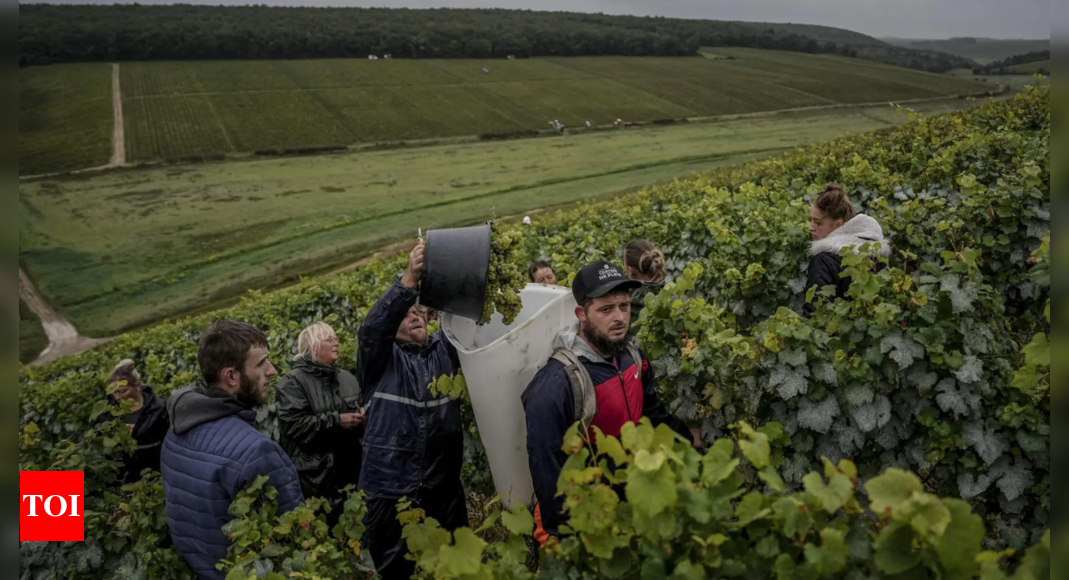 Climate change, harsh weather in France bring challenges to Chablis wine country – Times of India