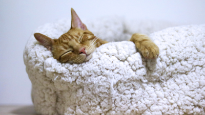 Healthy Heart, Uninterrupted Sleep: Optimizing sleep positions and accessories for every age group