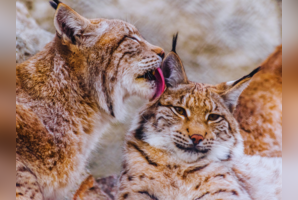 Top 5 wildlife getaways in Europe: Bucket list destinations