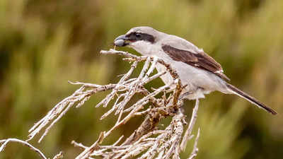 Shrikes are called 'The butcher bird' for THIS reason