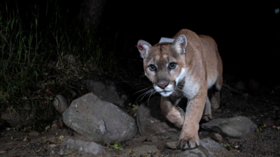 Zelador de zoológico é atacado até a morte por leão na Nigéria após deixar portão de proteção aberto