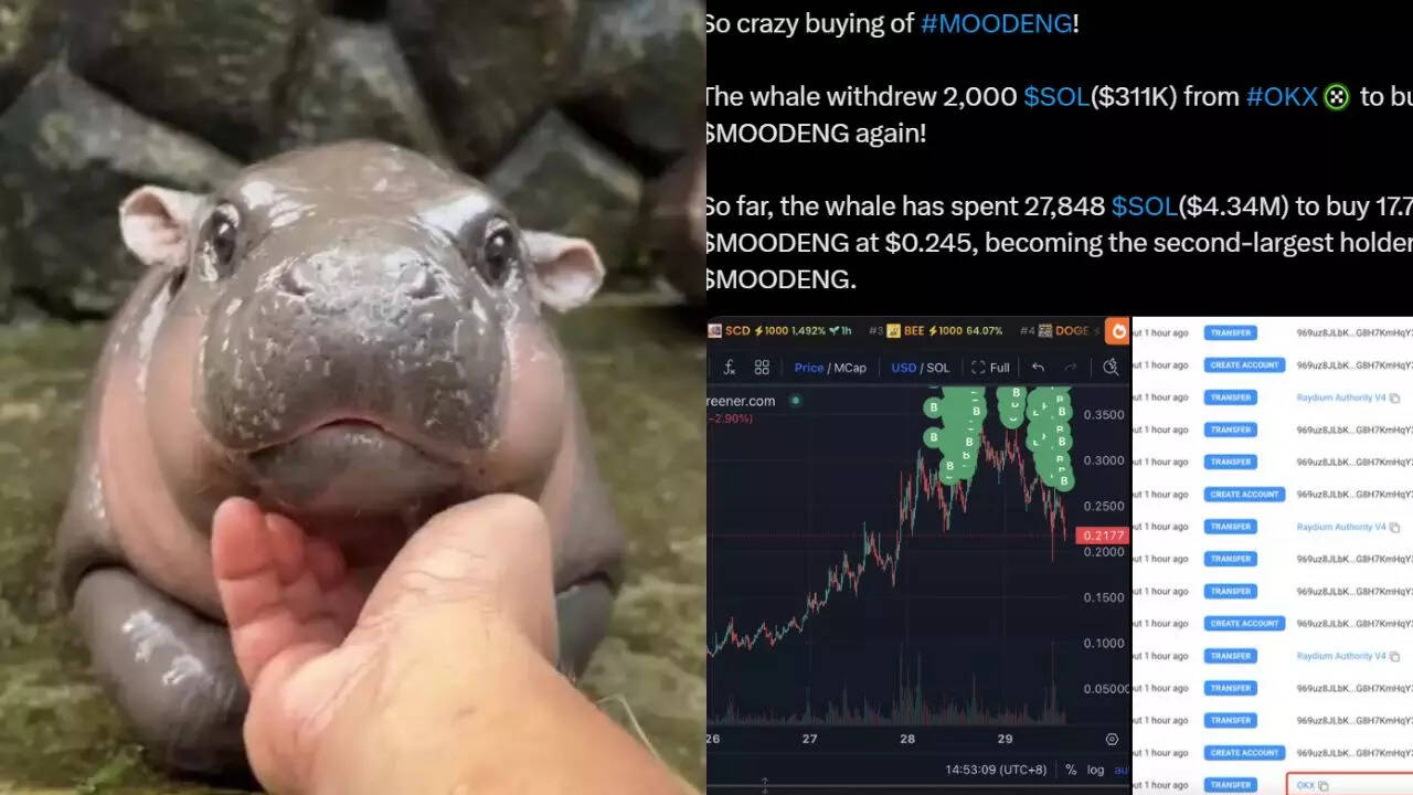Moo Deng sensation: Man makes Rs 100 crore in just 17 days with pygmy hippo  meme coin | - The Times of India