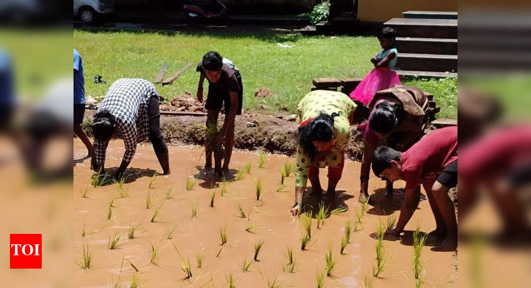Practical Agriculture Education: Students Cultivate Rice at Mangaluru School |