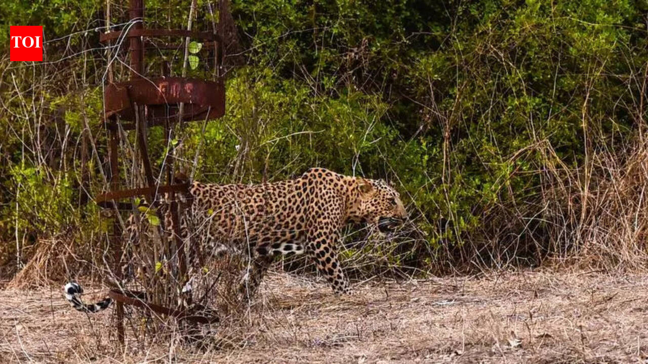 Tehri's Deadly Leopard: Forest Department to Capture or Kill After ...
