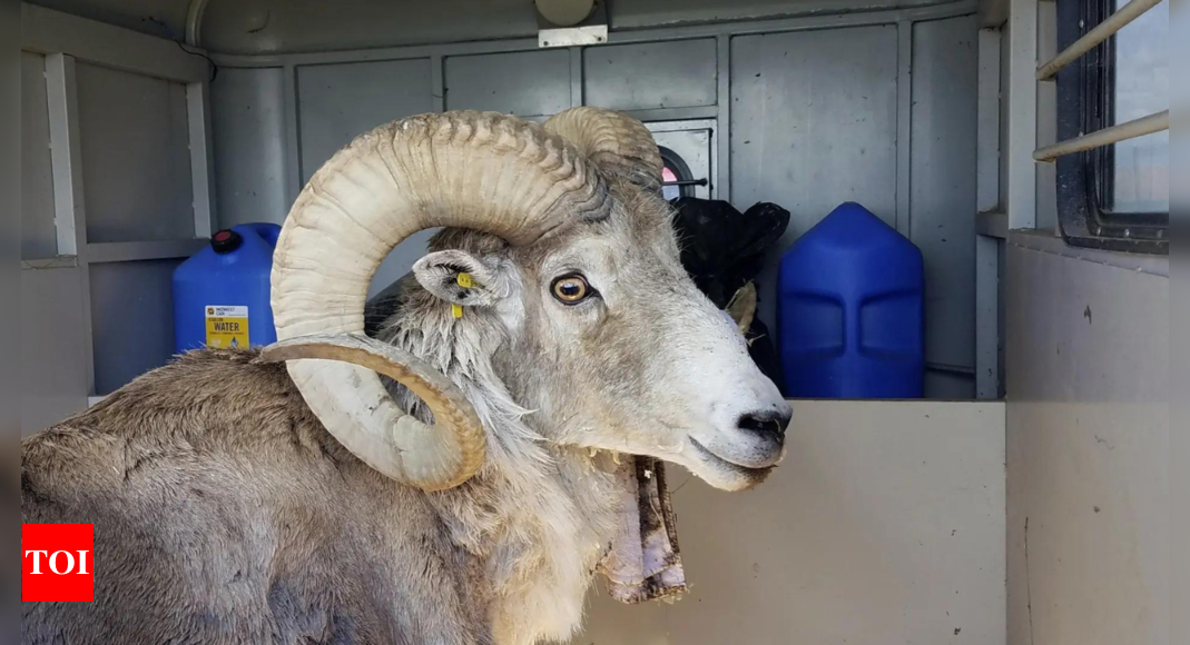 Montana Man Sentenced for Illegal Hybrid Sheep Breeding