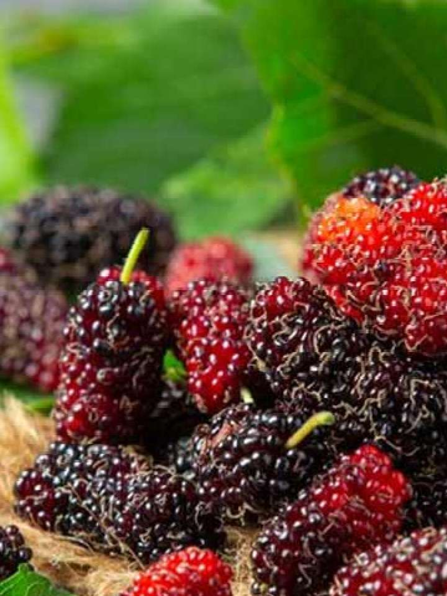 Mulberry fruits: ఈ పండ్లు తింటే గుండె పోటు నుంచి క్యాన్సర్ వరకూ జబ్బులు ...