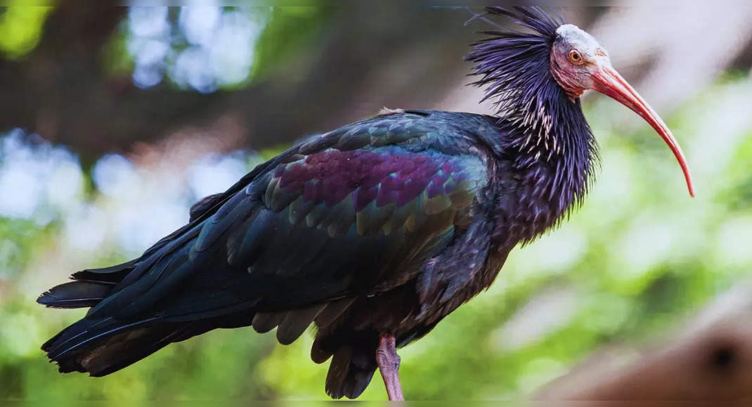 Bird species make remarkable return to European skies after 300 years